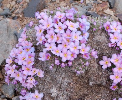 Eritrichium aretioides