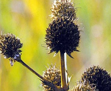 Eryngium yuccifolium