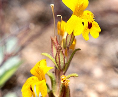 Erythranthe carsonensis