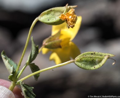 Erythranthe corallina