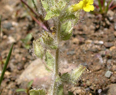 Erythranthe floribunda