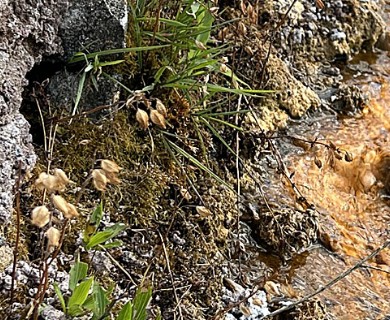 Erythranthe thermalis