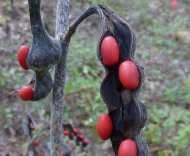 Erythrina herbacea