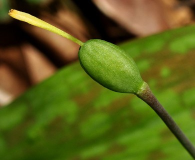 Erythronium americanum