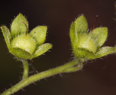 Eucrypta chrysanthemifolia