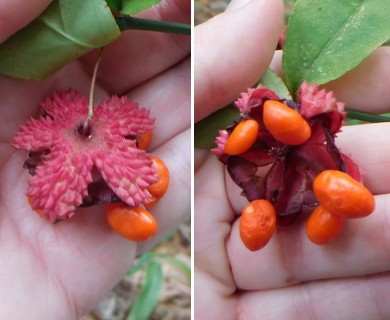 Euonymus americanus