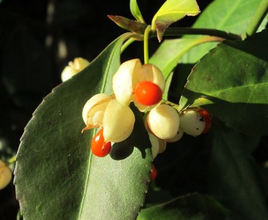 Euonymus japonicus