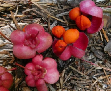 Euonymus occidentalis