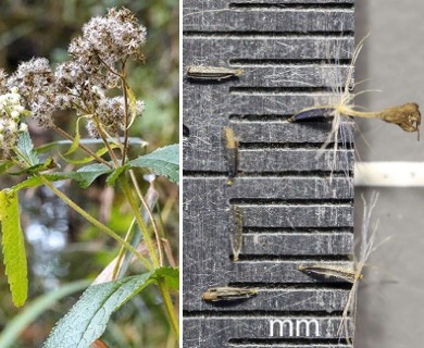 Eupatorium perfoliatum