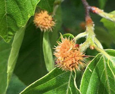 Fagus grandifolia