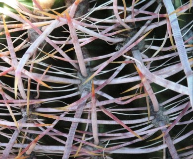 Ferocactus cylindraceus