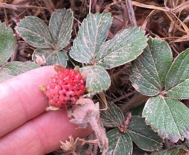 Fragaria chiloensis