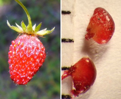 Fragaria vesca