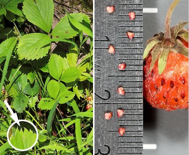 Fragaria virginiana