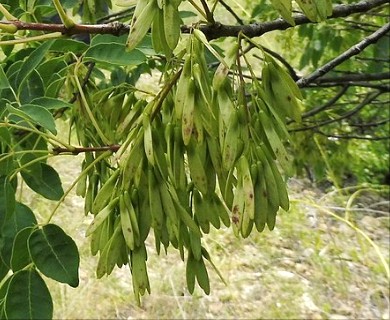 Fraxinus albicans