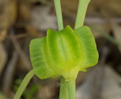 Fritillaria recurva