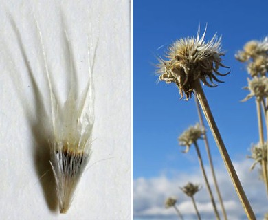 Gaillardia aristata