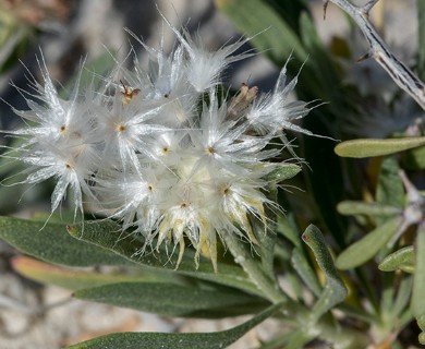 Gaillardia multiceps