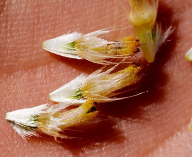 Gaillardia pulchella