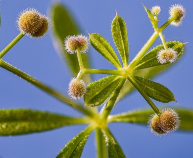 Galium aparine