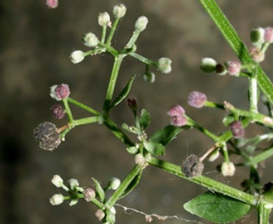 Galium boreale