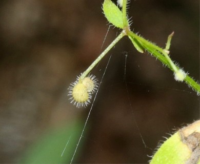 Galium uncinulatum