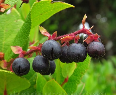 Gaultheria shallon