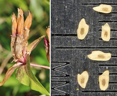 Gentiana andrewsii