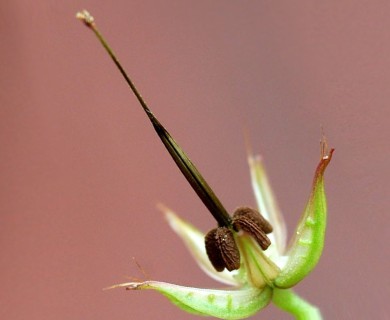 Geranium lucidum