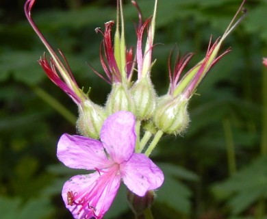 Geranium macrorrhizum