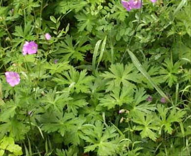 Geranium oreganum