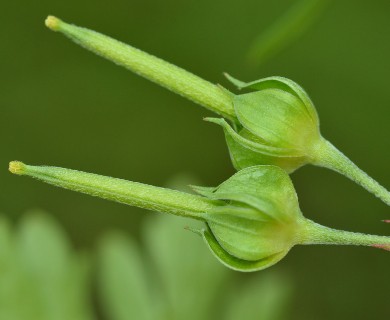 Geranium texanum