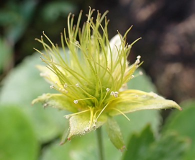 Geum calthifolium