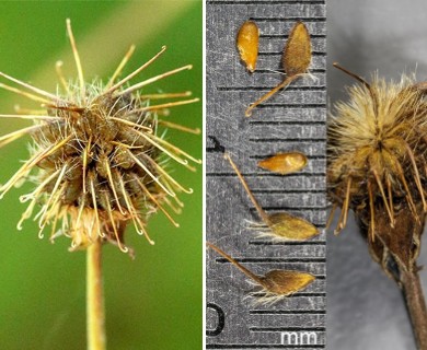 Geum canadense