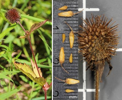 Geum laciniatum