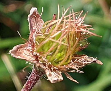 Geum peckii