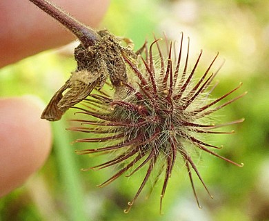 Geum rivale