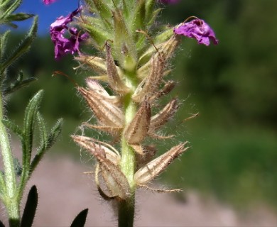 Glandularia pubera
