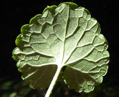 Glechoma hederacea