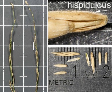 Glyceria septentrionalis