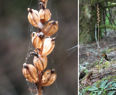 Goodyera oblongifolia