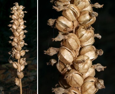 Goodyera pubescens