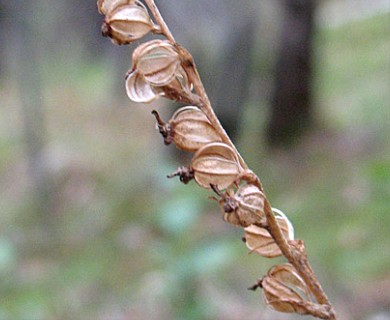 Goodyera repens