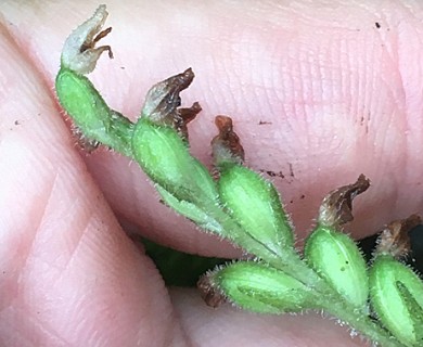 Goodyera tesselata