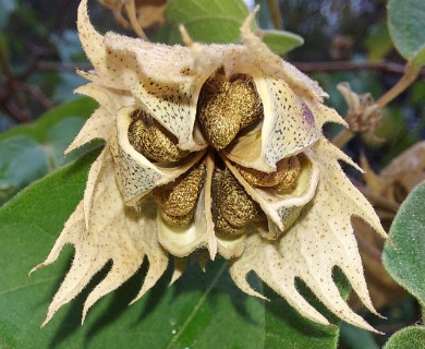 Gossypium davidsonii