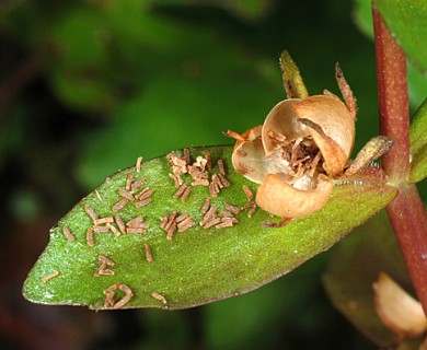 Gratiola virginiana