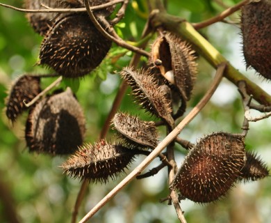 Guilandina bonduc