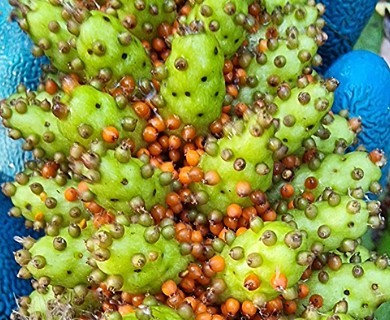 Gunnera tinctoria