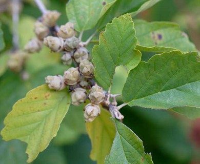 Hamamelis virginiana