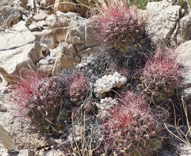 Hamatocactus hamatacanthus